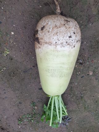 김화연님의 배추 · 일상 작성글 사진