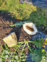 팜모닝 농사, 무엇이든 물어보세요!·참여글 게시글 이미지