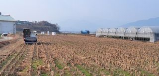 김중언님의 콩 · 자유게시판 작성글 사진