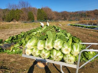 들꽃농장님의 자유주제 · 자유게시판 작성글 사진