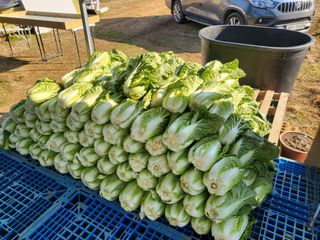 들꽃농장님의 자유주제 · 자유게시판 작성글 사진