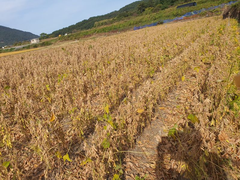 장터 상품 [매주콩] 썸네일