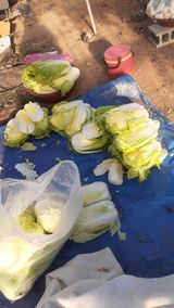 팜모닝 농사, 무엇이든 물어보세요!·참여글 게시글 이미지