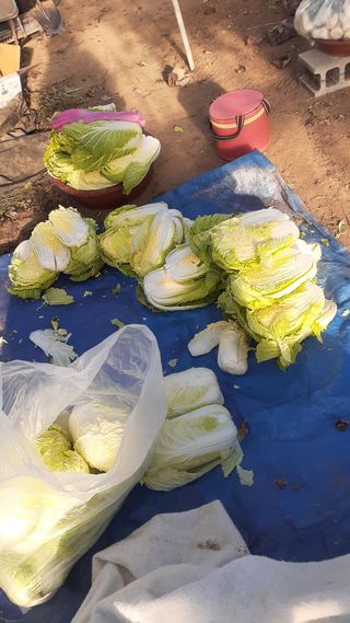 초보텃밭님의 농사, 무엇이든 물어보세요! · 참여글 작성글 사진