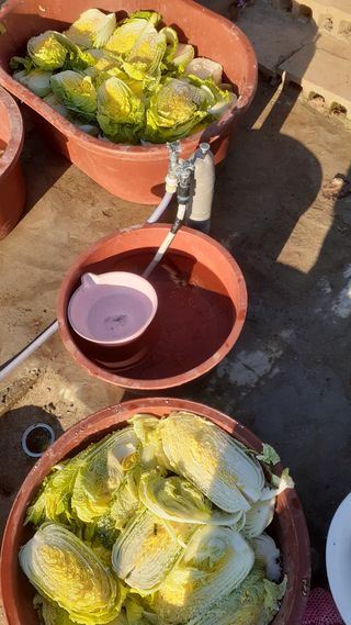 초보텃밭님의 농사, 무엇이든 물어보세요! · 참여글 작성글 사진