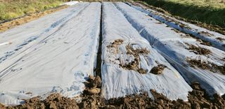 이제윤님의 감자 · 영농일지 작성글 사진