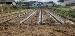 이제윤님의 감자 · 영농일지 작성글 사진