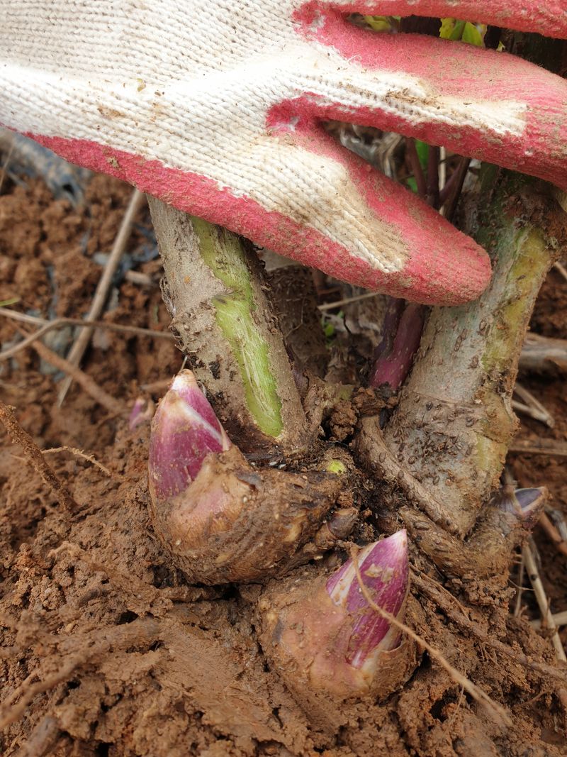 장터 상품 [야생땅두릅,종근(뇌두)] 썸네일