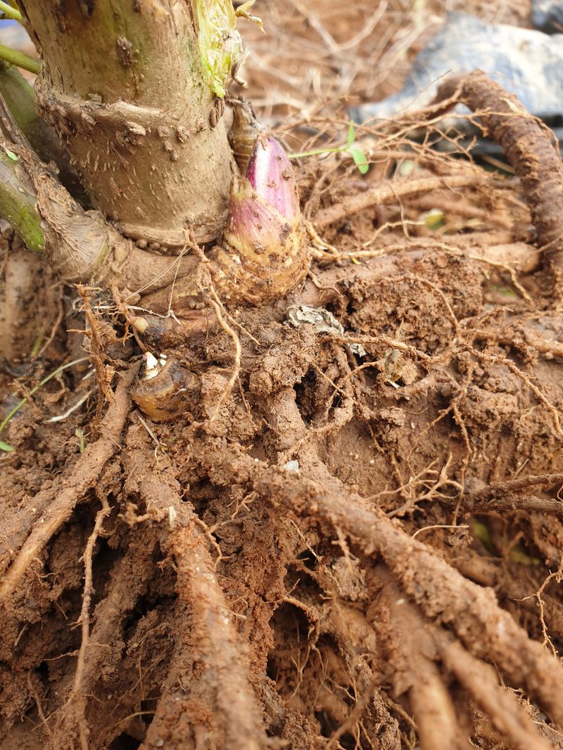 오왕건님의 장터 판매 상품 [야생땅두릅,종근(뇌두)] 첨부 사진