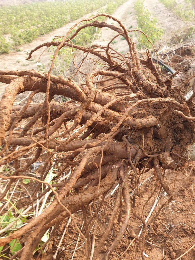 오왕건님의 장터 판매 상품 [야생땅두릅,종근(뇌두)] 첨부 사진