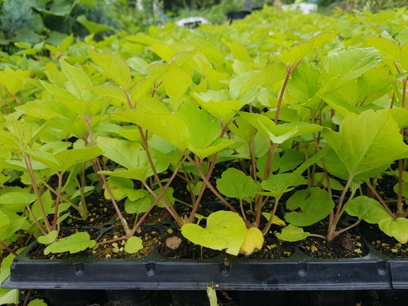 오아성님의 장터 판매 상품 [야생땅두릅,모종(판매완료)] 첨부 사진