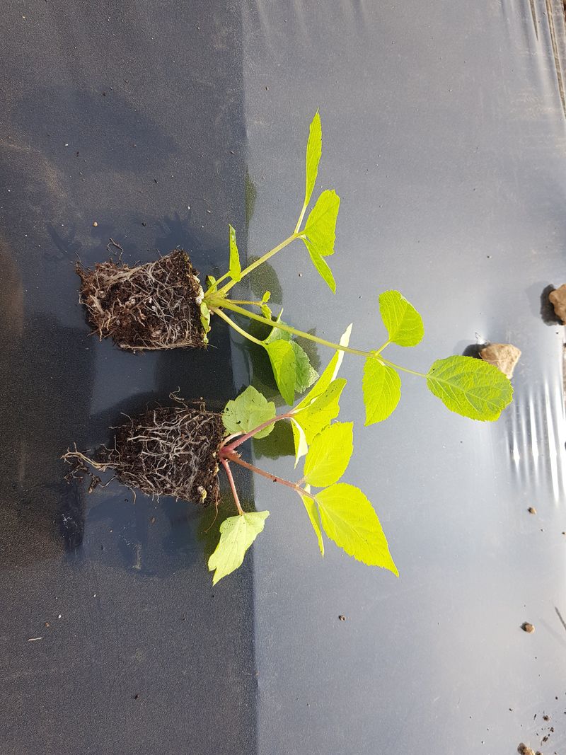 오왕건님의 장터 판매 상품 [야생땅두릅,종근(뇌두)] 첨부 사진