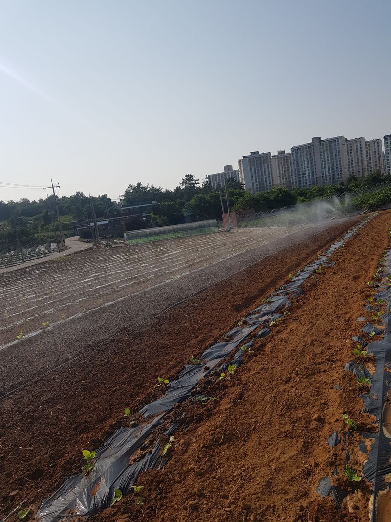 오아성님의 장터 판매 상품 [야생땅두릅,모종(판매완료)] 첨부 사진