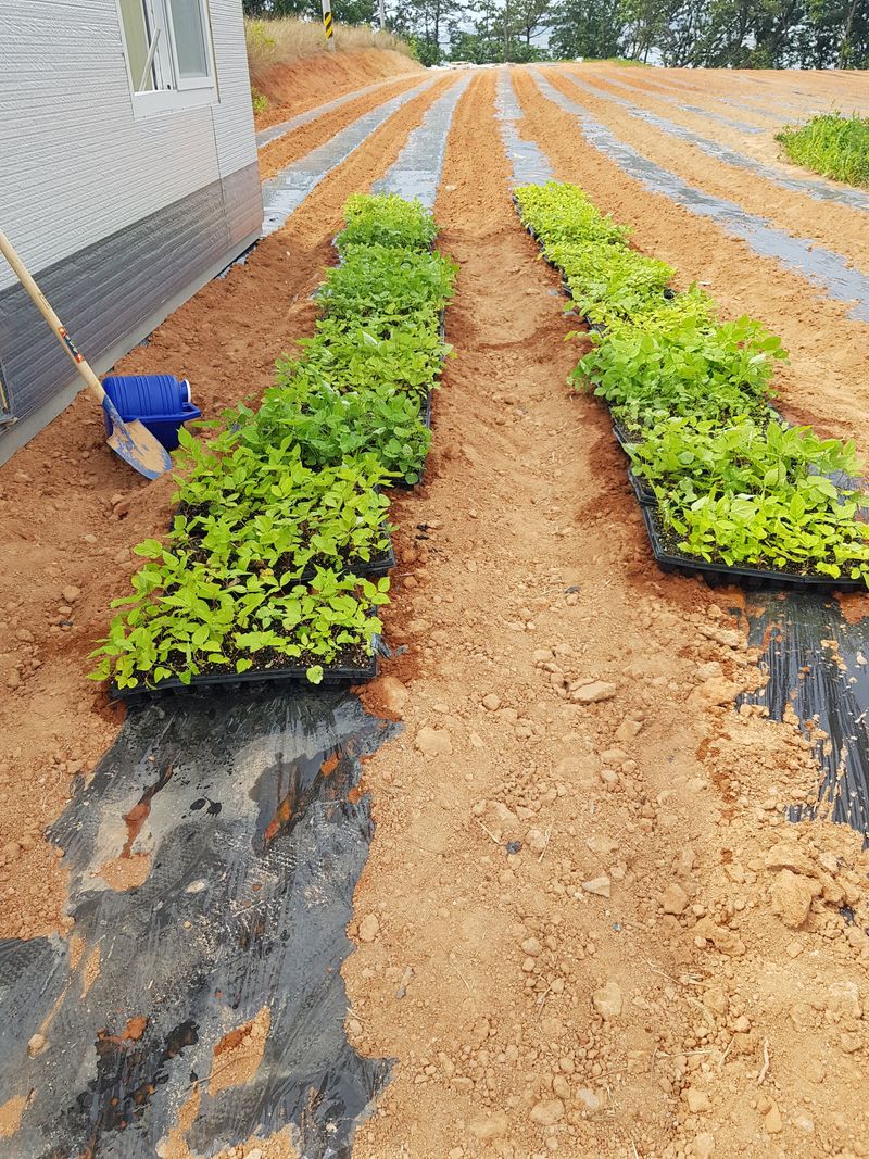 오아성님의 장터 판매 상품 [야생땅두릅,모종(판매완료)] 첨부 사진