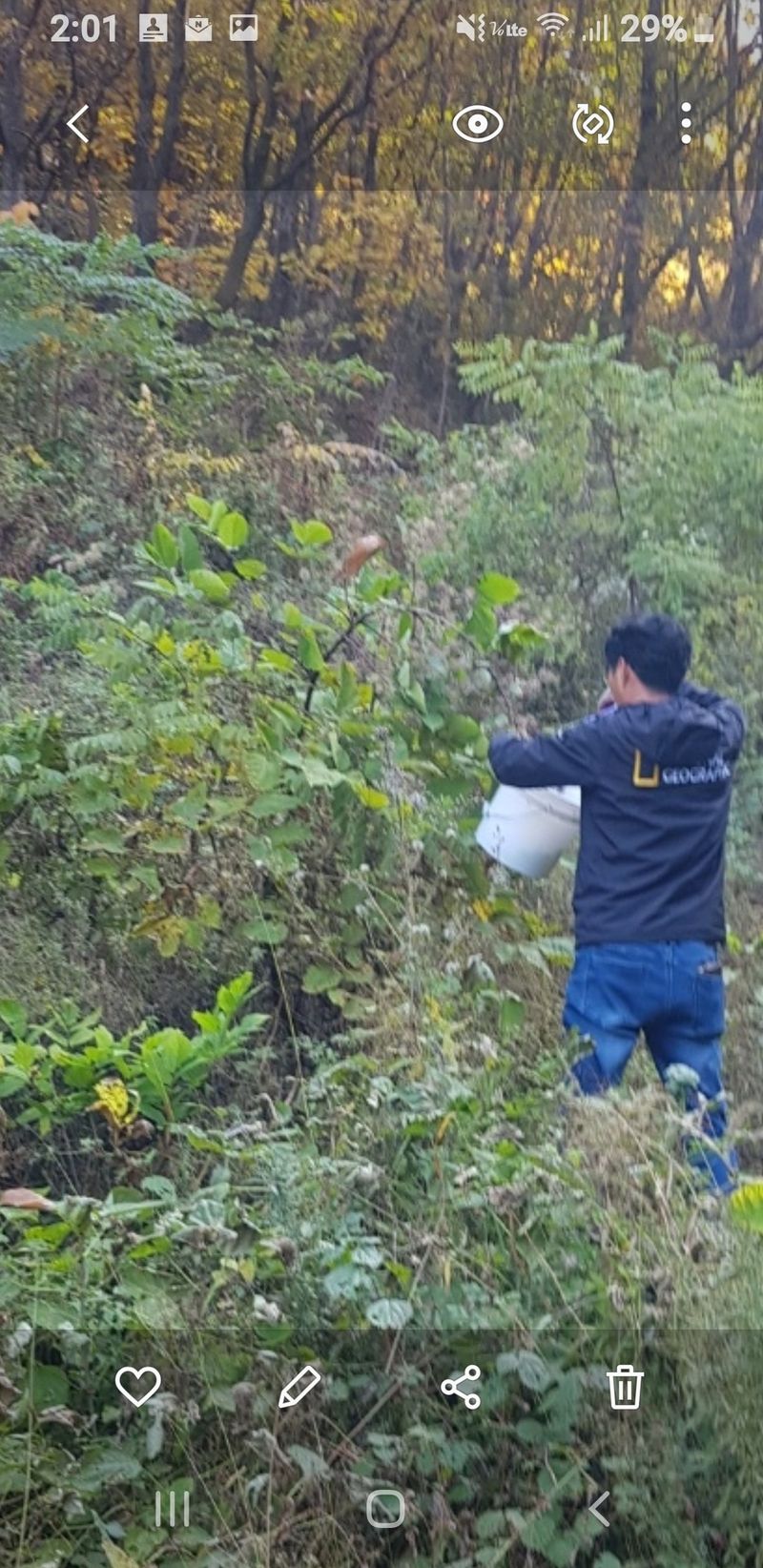 오아성님의 장터 판매 상품 [야생땅두릅,모종(판매완료)] 첨부 사진