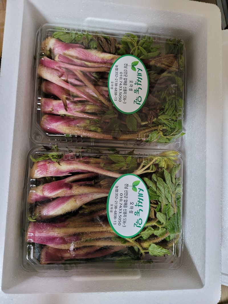 오아성님의 장터 판매 상품 [야생땅두릅,모종(판매완료)] 첨부 사진