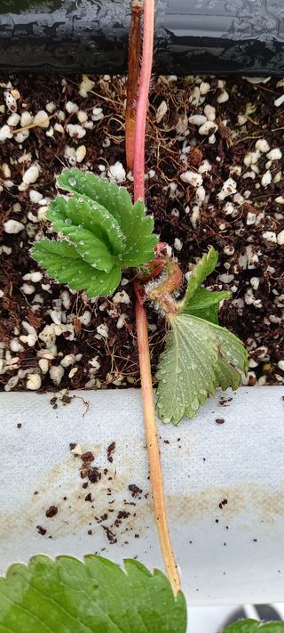 원심님의 딸기 · 병해충상담 작성글 사진