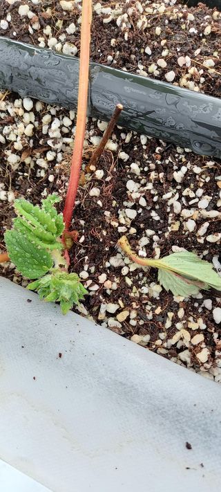 원심님의 딸기 · 병해충상담 작성글 사진