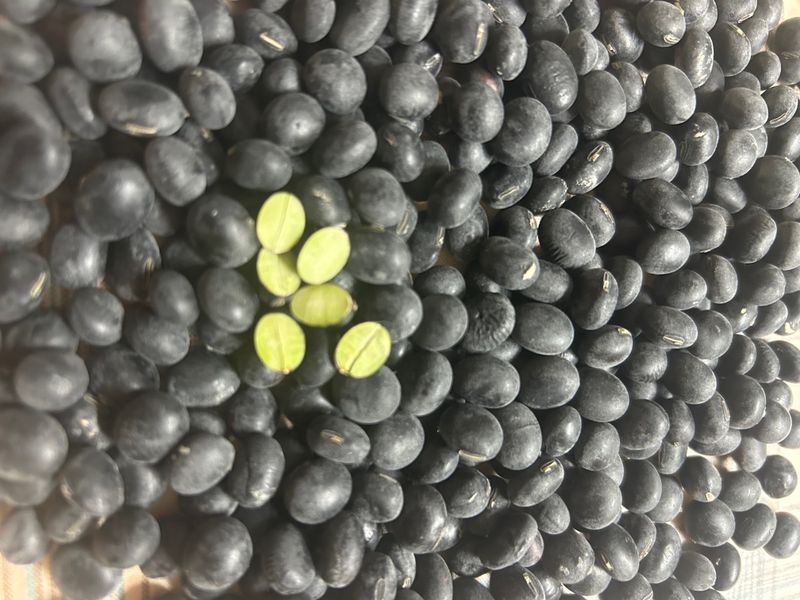 장터 상품 [토종 서리태 (속청)] 썸네일