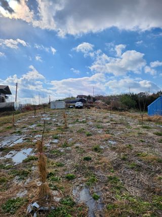 유인식감대추님의 농사, 무엇이든 물어보세요! · 참여글 작성글 사진