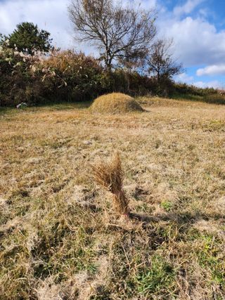 유인식감대추님의 농사, 무엇이든 물어보세요! · 참여글 작성글 사진