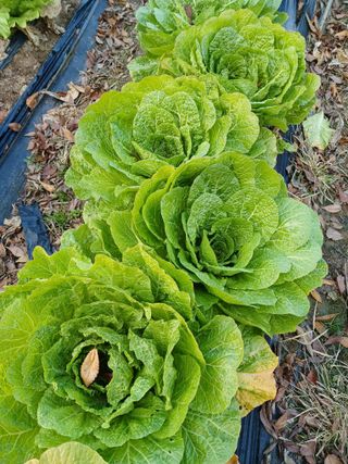 임철환님의 농사, 무엇이든 물어보세요! · 참여글 작성글 사진