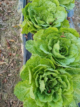 임철환님의 농사, 무엇이든 물어보세요! · 참여글 작성글 사진