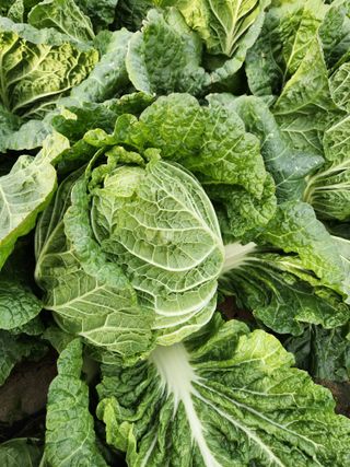 김저팔계님의 배추 · 영농일지 작성글 사진