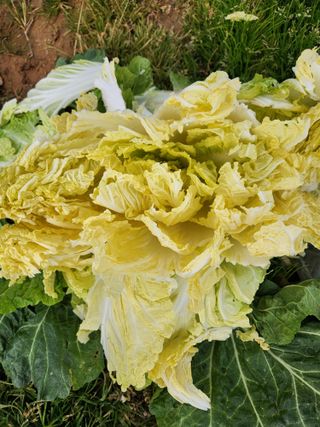 김저팔계님의 배추 · 영농일지 작성글 사진