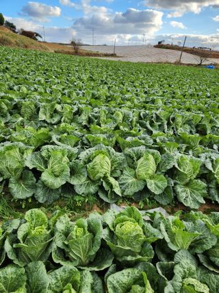 김저팔계님의 배추 · 영농일지 작성글 사진