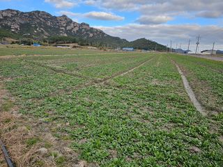권희석 섬초님의 시금치 · 일상 작성글 사진