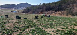 권희석 섬초님의 시금치 · 일상 작성글 사진