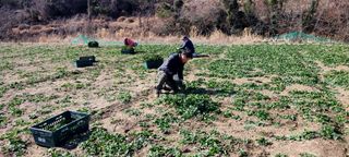 권희석 섬초님의 시금치 · 일상 작성글 사진