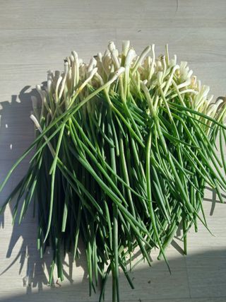 이상애초보농업님의 자유주제 · 자유게시판 작성글 사진