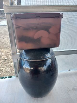 이상애초보농업님의 자유주제 · 자유게시판 작성글 사진