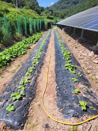 정자형님의 배추 · 품종•종자 작성글 사진