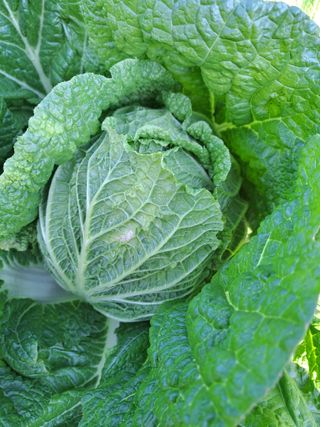 정자형님의 배추 · 품종•종자 작성글 사진