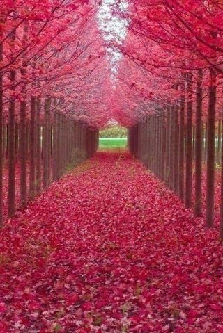 정자형님의 고추 · 일상 작성글 사진