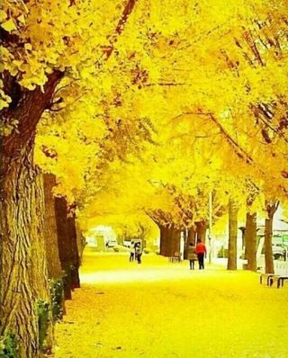 정자형님의 고추 · 일상 작성글 사진