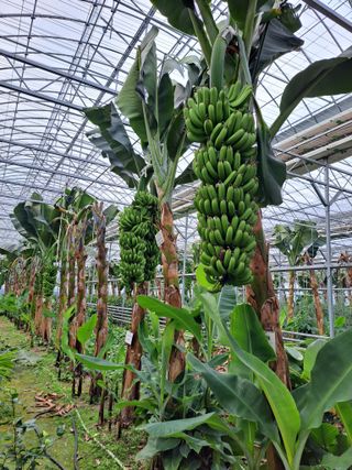 정자형님의 고추 · 일상 작성글 사진