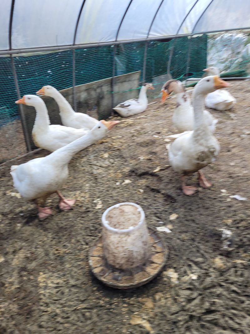 장터 상품 [거위/6kg] 썸네일