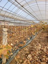 팜모닝 포도·영농일지 게시글 이미지