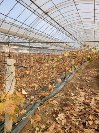 승진포도원님의 포도 · 영농일지 작성글 사진