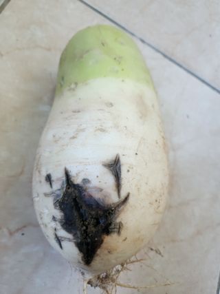 이상보님의 농사, 무엇이든 물어보세요! · 참여글 작성글 사진