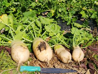 이상보님의 농사, 무엇이든 물어보세요! · 참여글 작성글 사진