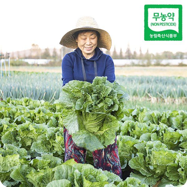 장터 상품 [해남 친환경 무농약 절임배추 90일 재배 24시간 신안 천일염 저염 절임배추 20kg] 썸네일