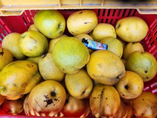 상주백수농원 님의 작성글 사진