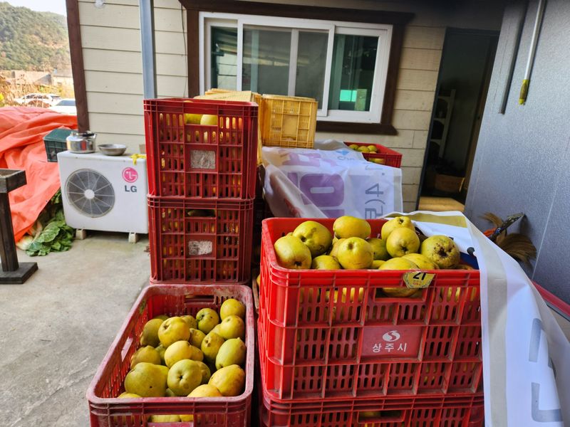 상주백수농원 님의 장터 판매 상품 [모과8kg] 첨부 사진