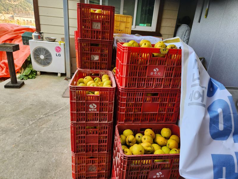 상주백수농원 님의 장터 판매 상품 [모과8kg] 첨부 사진