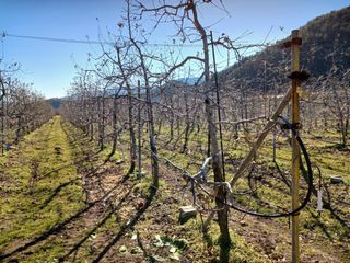 알 수 없음님의 사과 · 토양준비 작성글 사진